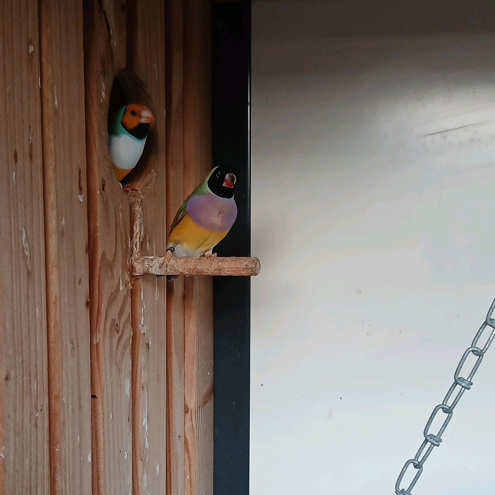 koppel gouldamadine, Dieren en Toebehoren