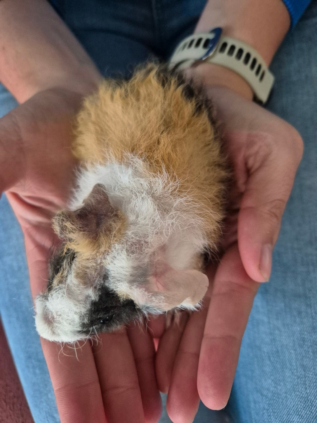 Cavia beertjes teddy, Dieren en Toebehoren, Knaagdieren, Cavia, Mannelijk, Mei, Tam