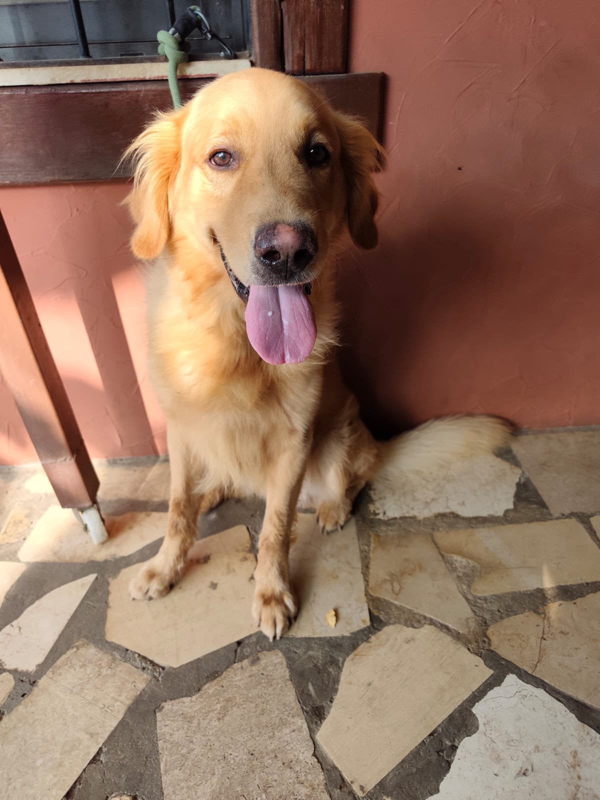 Golden Retriever, Particulier, Reu, Buitenland, Parvo