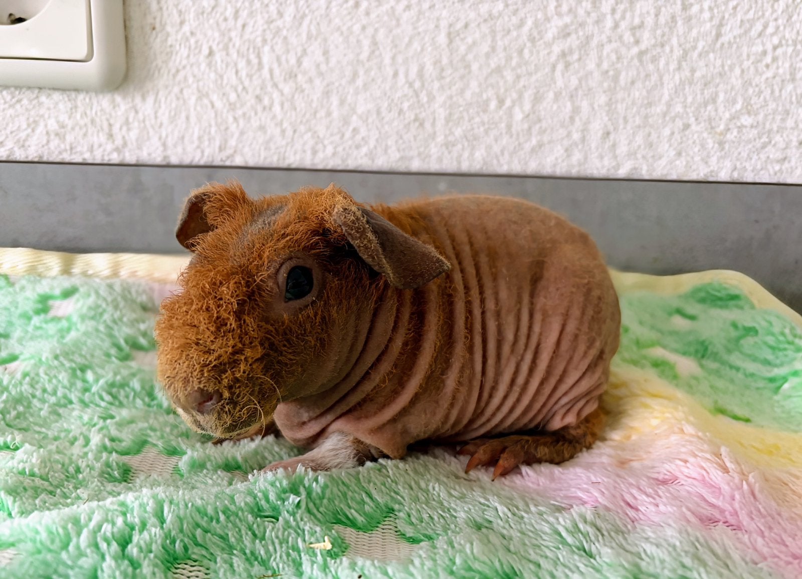 Jong Skinny/weerwolf beertje, Cavia, Mannelijk, Mei, Tam