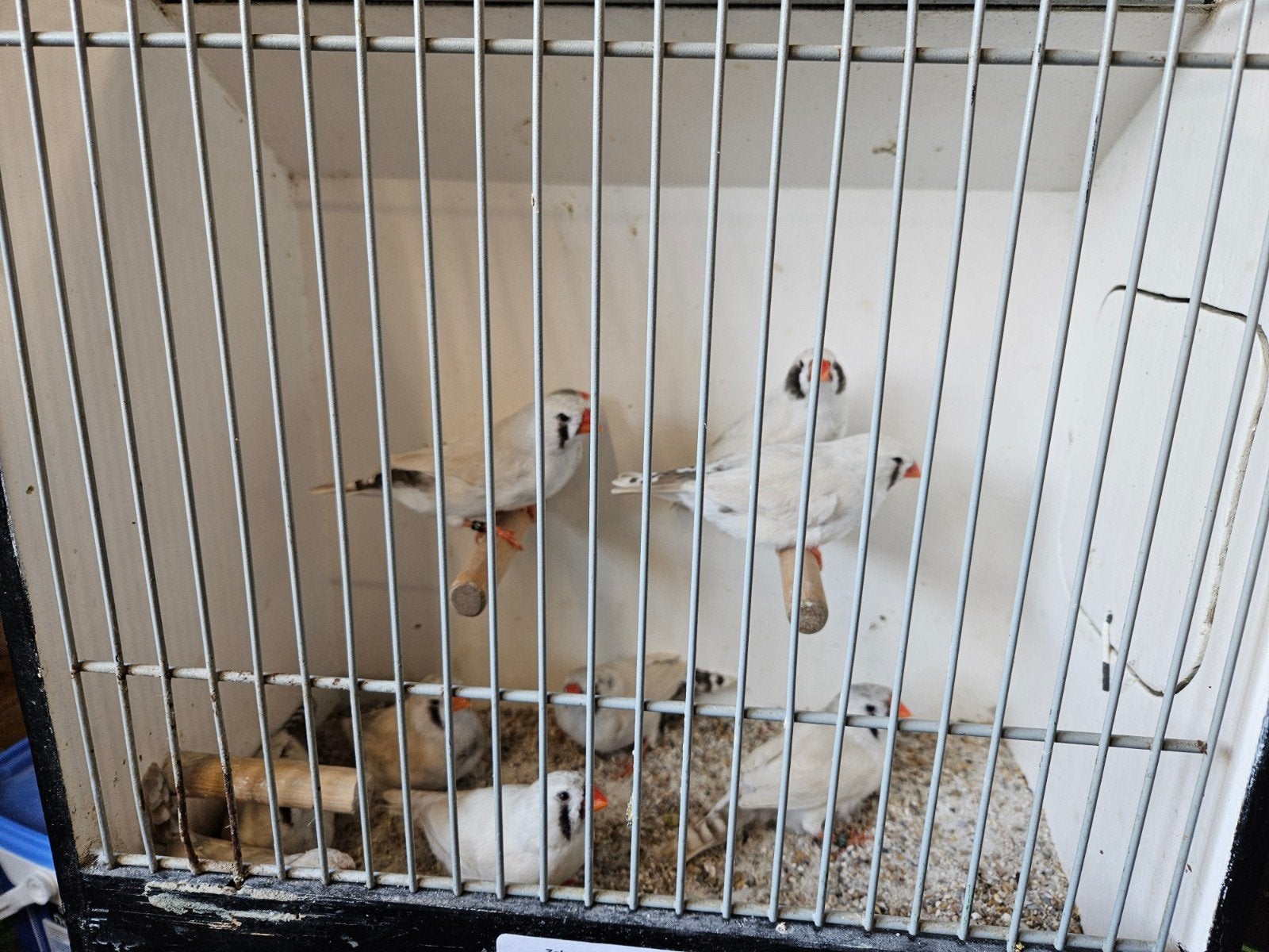 Zebravinken masker grijs - grote groep 8-8 of koppels, Meerdere dieren, Tropenvogel, Geringd