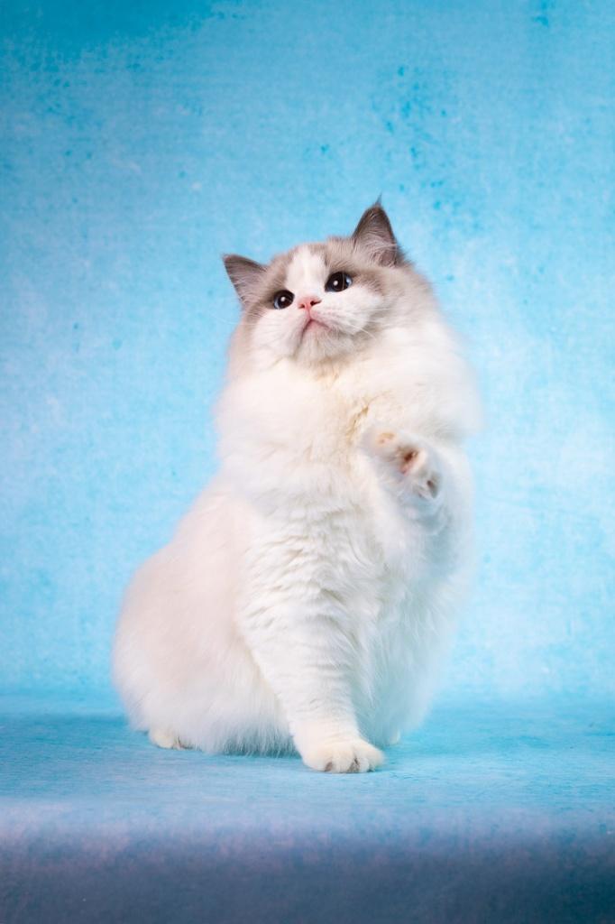 Ragdoll poes | twee jaar | getest | gesteriliseerd, Dieren en Toebehoren, Poes, Langharig, 0 tot 2 jaar