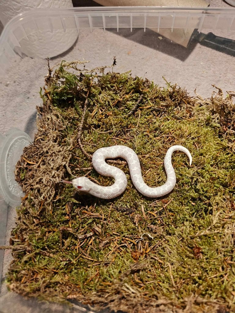 Haakneusslang snow, Dieren en Toebehoren, Slang, 0 tot 2 jaar