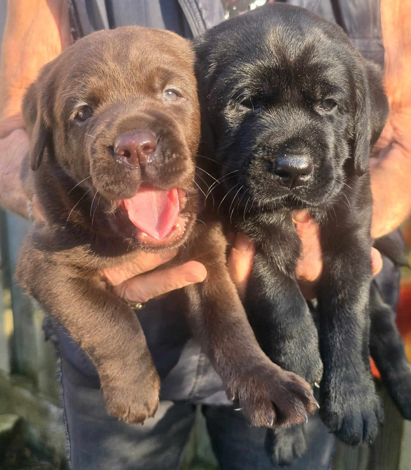 Raszuivere labrador pups GERESERVEERD!, Dieren en Toebehoren, 8 tot 15 weken, Teef, Labrador retriever, Parvo