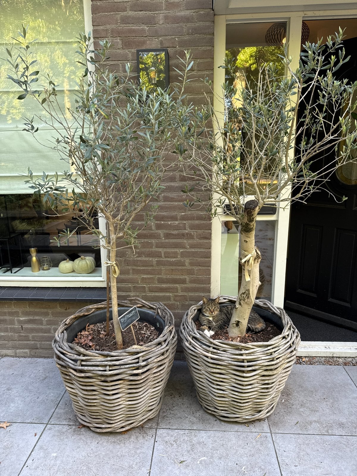 Twee prachtige olijfbomen in rieten potten, Overige soorten, Volle zon, Vaste plant, Ophalen of Verzenden