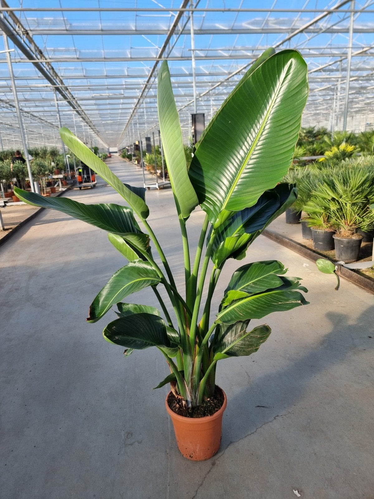 Sterkste Strelitzia's rechtstreeks van de kwekerij, Ophalen