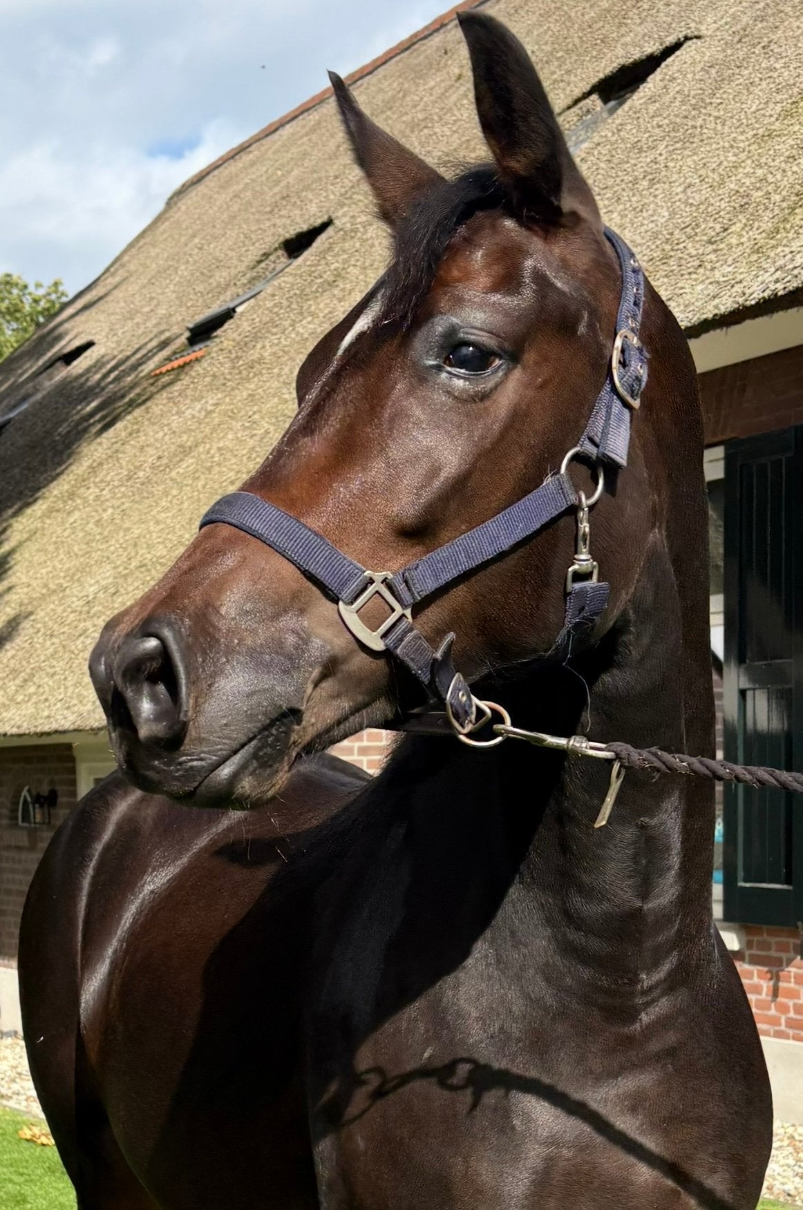 Talentvolle 4 jarige merrie, Merrie, 160 tot 165 cm, Dressuurpaard, 3 tot 6 jaar