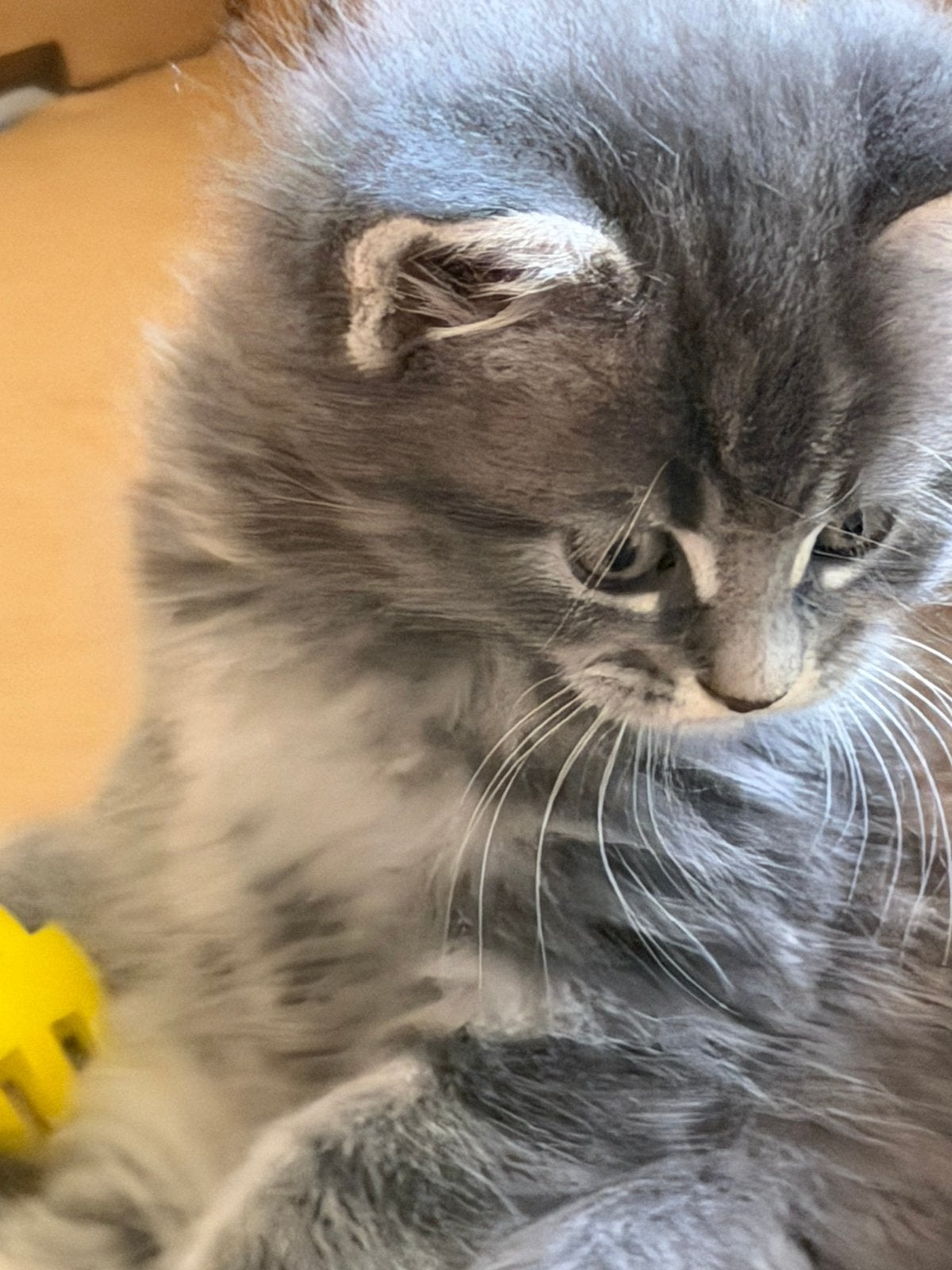 Nog drie Main Coon x Savannah kitens beschikbaar., Dieren en Toebehoren, Meerdere dieren, Ontwormd