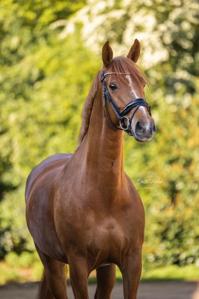 KWPN merrie | 9 jaar | weidemaatje/coaching/project/fokkerij, Dieren en Toebehoren, Paarden, Merrie, Minder dan 160 cm, Met stamboom