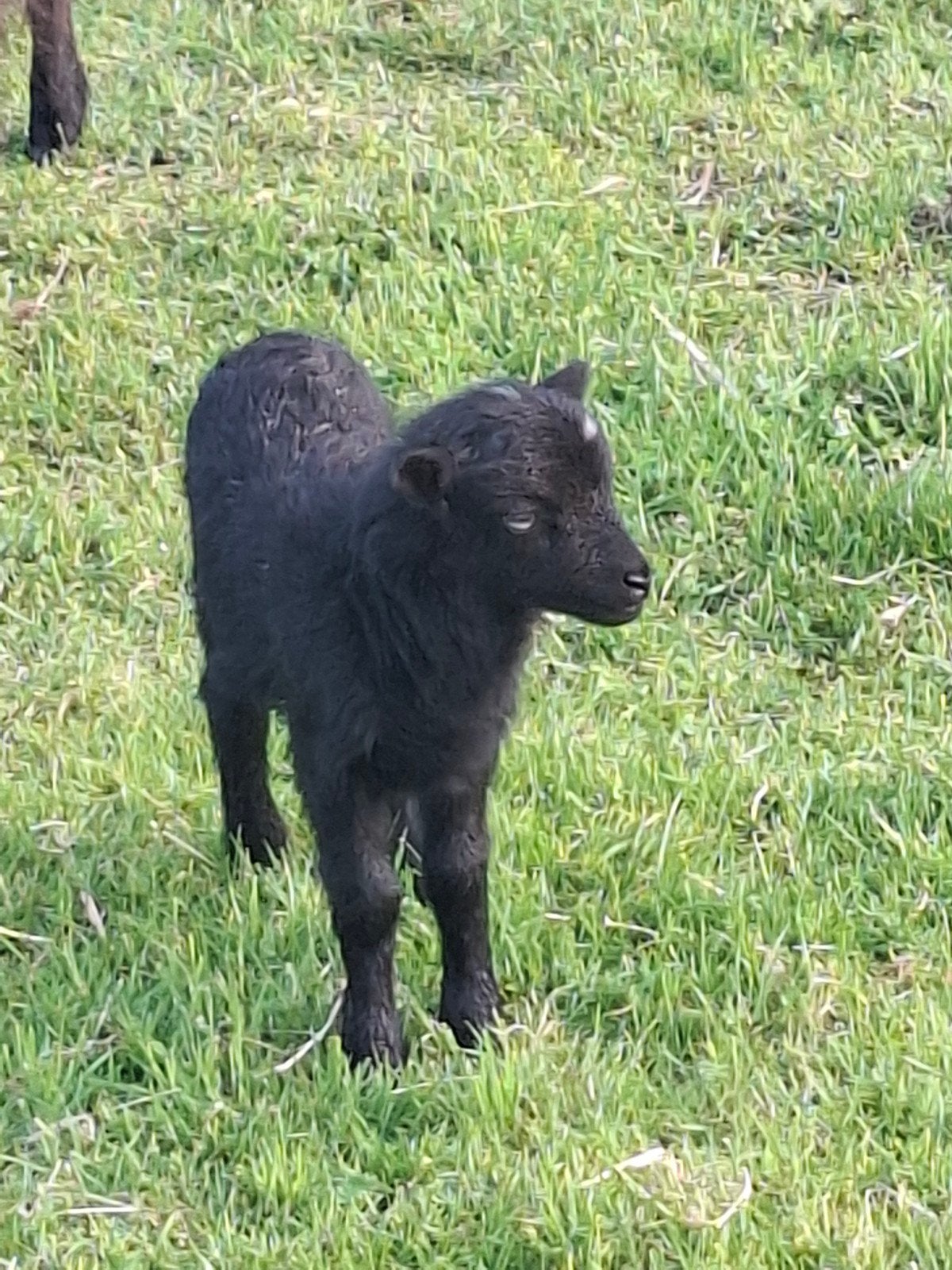Jong ramlammetje ouessant met mama ooi te koop, Dieren en Toebehoren, Schapen, Geiten en Varkens, Meerdere dieren, Schaap, 0 tot 2 jaar