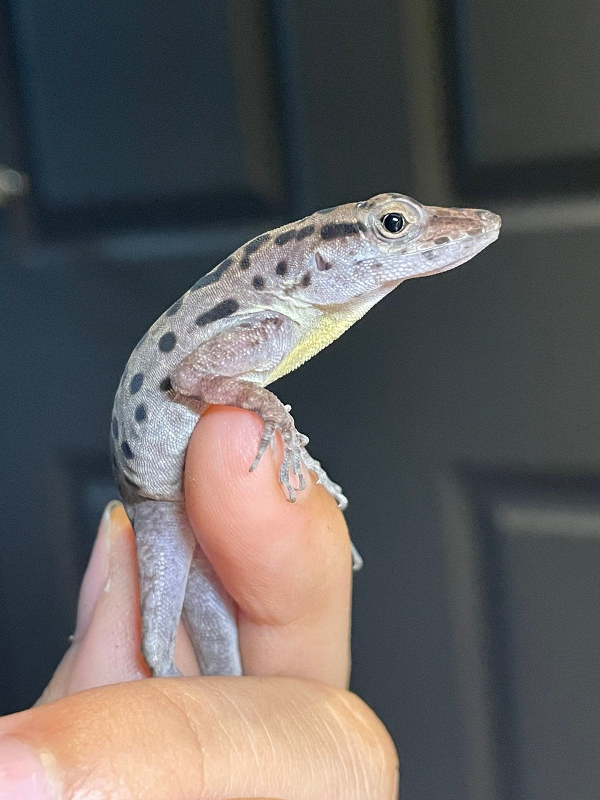 Anolis Sabanus 1.1, Hagedis, 0 tot 2 jaar