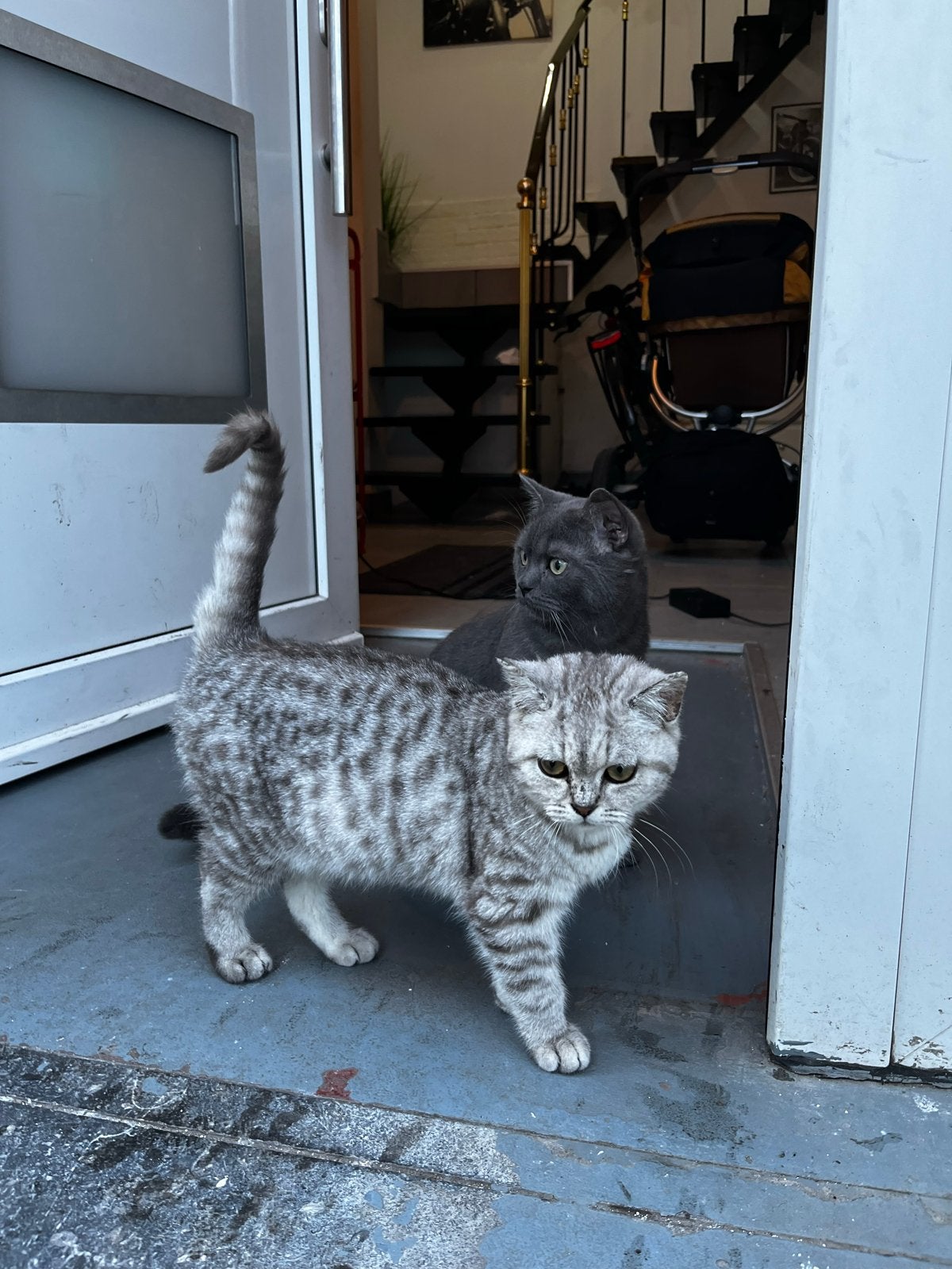 Brits korthaar koppel, Poes, Met stamboom, 0 tot 2 jaar