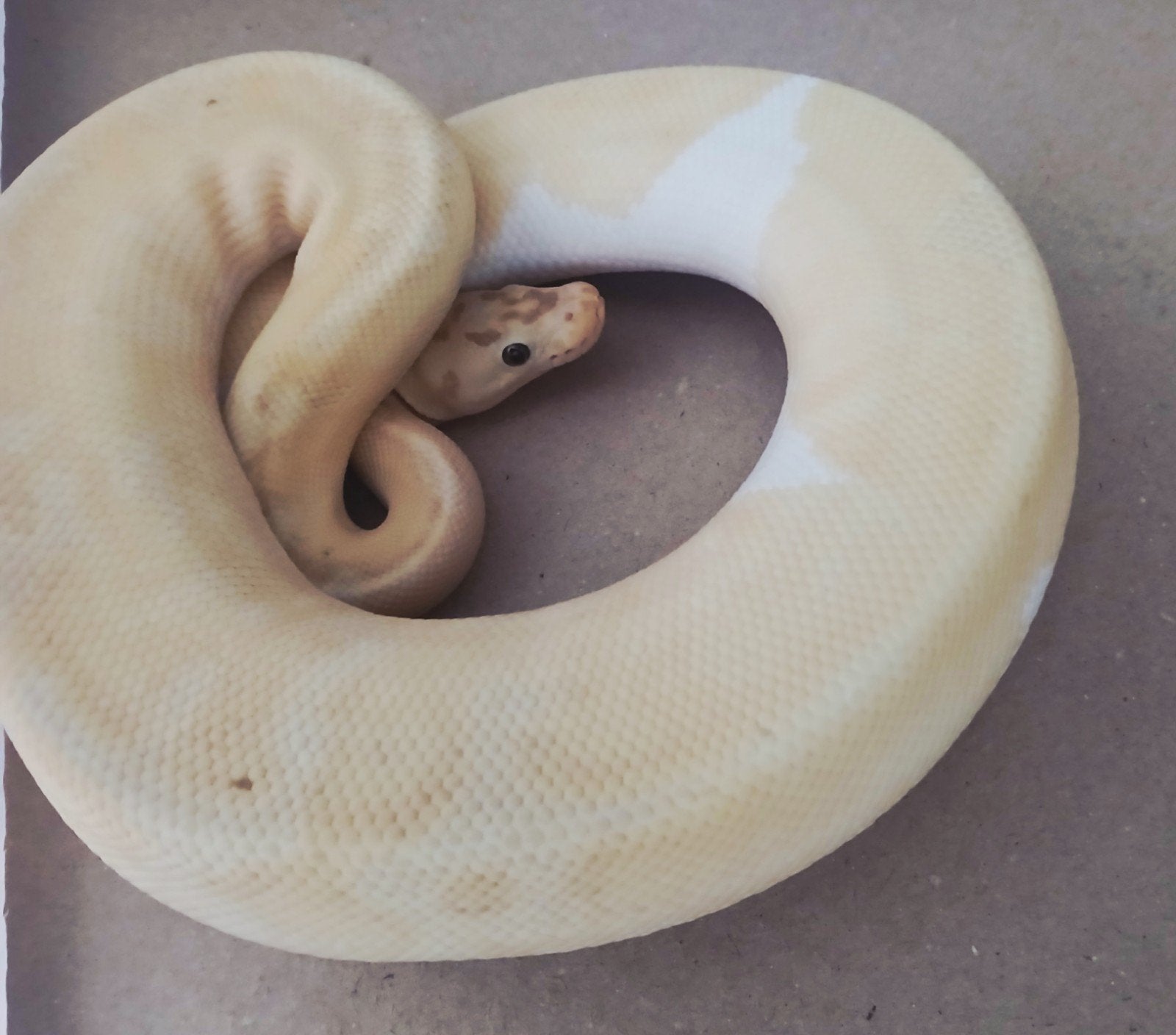 1.0 Python regius Enchi Pastel Banana Clown Piebald (RTB), Slang, 3 tot 6 jaar