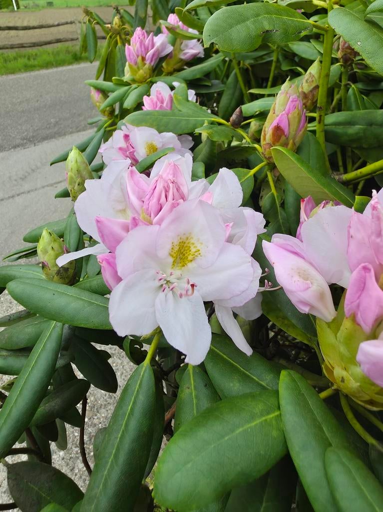 Rhododendron Catawbiense Album partij 10 stuks per pallet, Tuin en Terras, Ophalen, Rhododendron, Minder dan 100 cm
