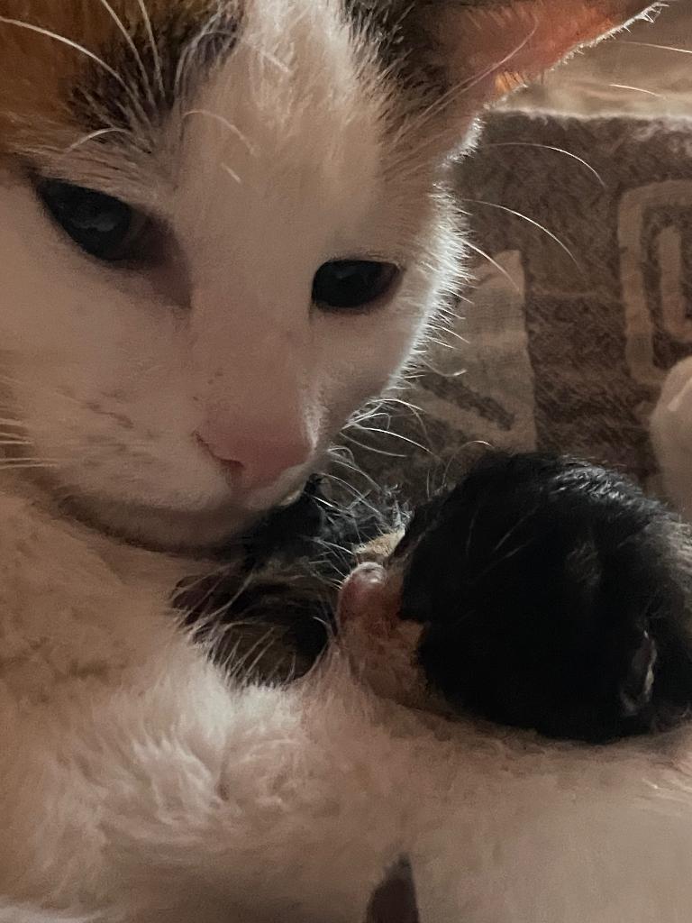 Mooie kittens te koop, Meerdere dieren, Kortharig, 0 tot 2 jaar