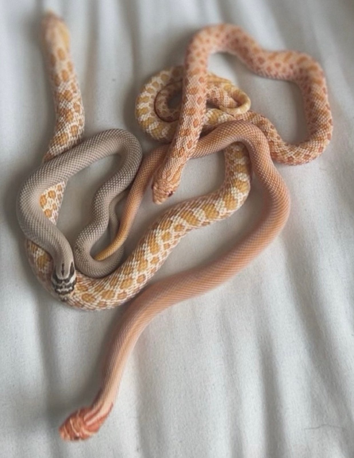 Heterodon narcisus, Dieren en Toebehoren, Reptielen en Amfibieën, Slang, Met terrarium, 0 tot 2 jaar