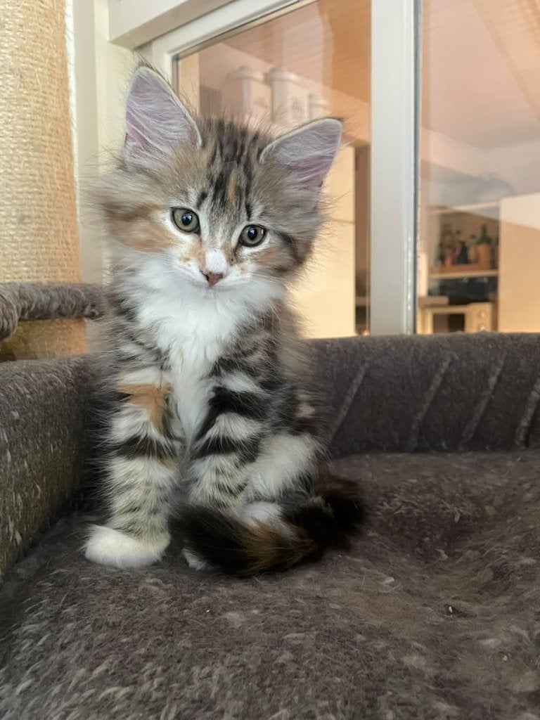 Noorse boskat kittens, Meerdere dieren, Met stamboom, 0 tot 2 jaar