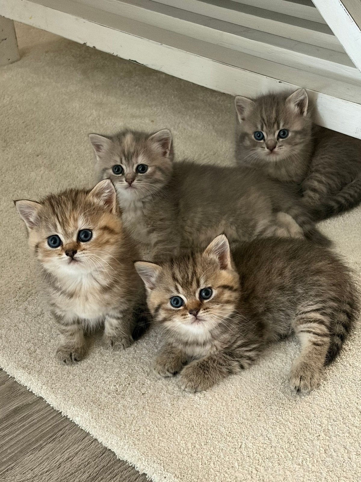 Prachtige Britse kort en langhaar kittens te koop, Meerdere dieren