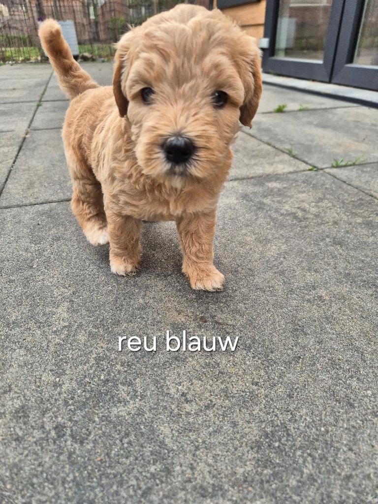 Medium Australian labradoodle puppys + stamboom achtergrond, Dieren en Toebehoren, Honden | Niet-rashonden, 8 tot 15 weken, Meerdere