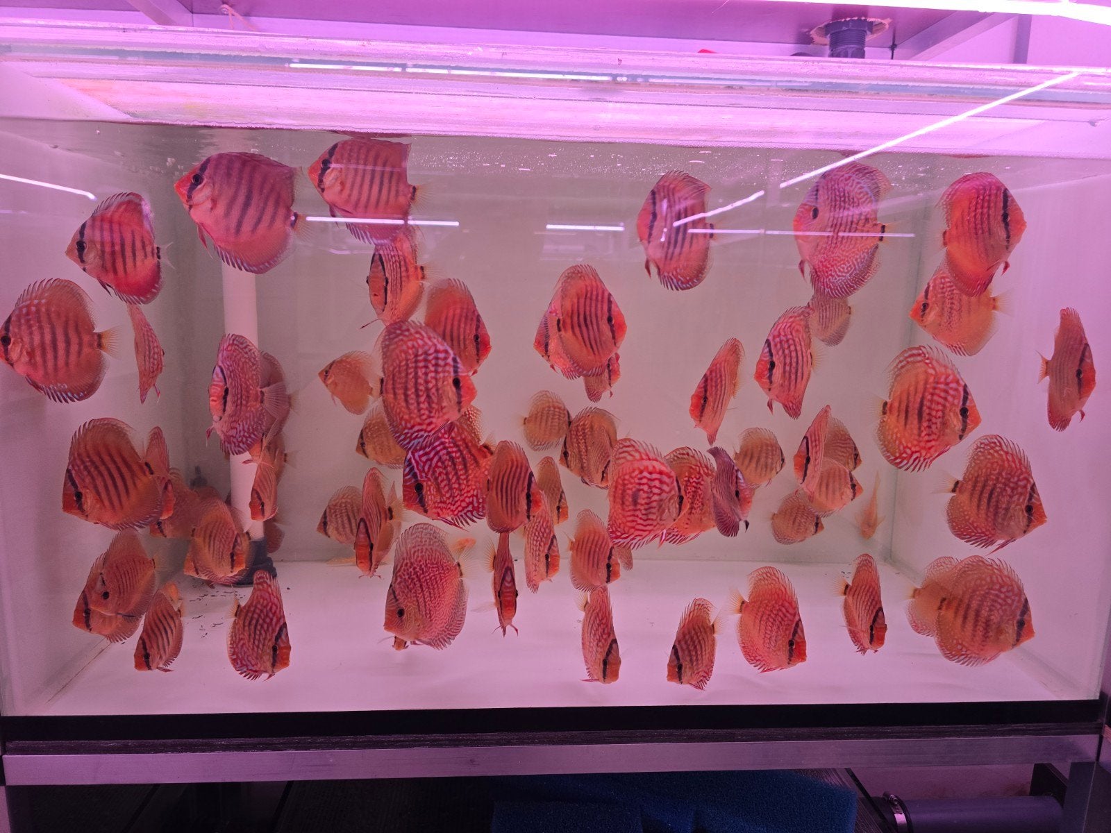 Discusvissen, Dieren en Toebehoren, Vis, Zoetwatervis, Schoolvis