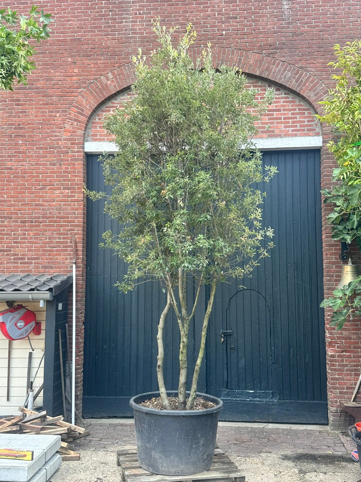 Meerstammige steeneik (quercus ilex) 4/4,5 meter hoog, Ophalen, Zomer, Volle zon, Overige soorten