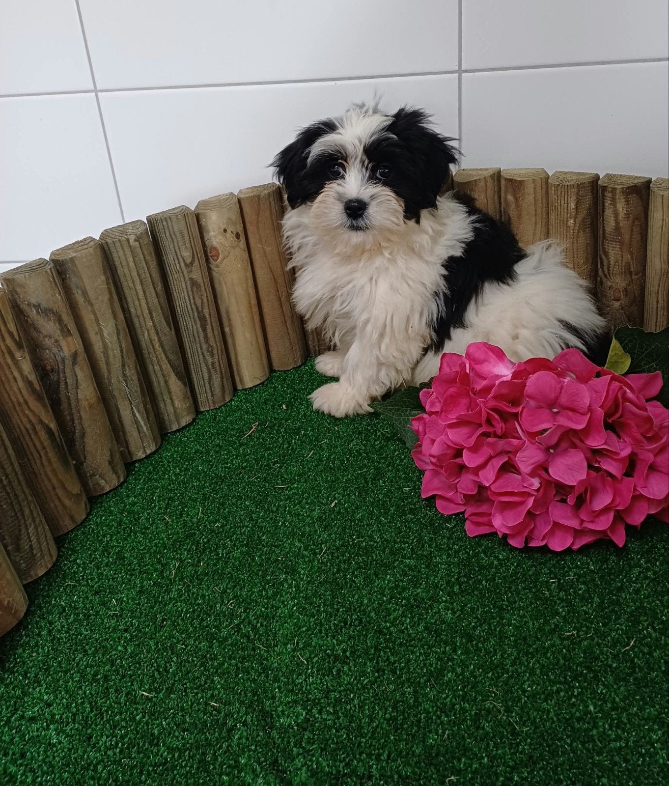 boomer pups maltezer shih tzu./ teckel/ lhasa apso/ pup/hond, Nederland, Overige rassen, CDV (hondenziekte), 8 tot 15 weken