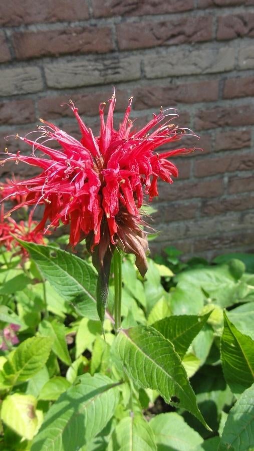 Monarda vaste plant Tijdelijk uitverkocht, Volle zon, Vaste plant, Zomer, Ophalen