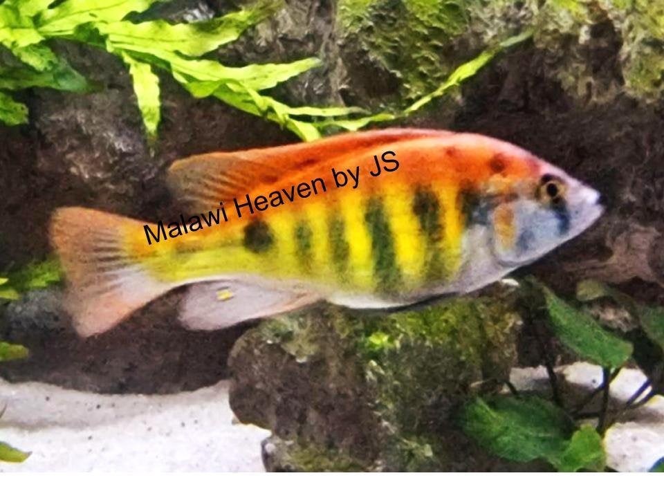 Haplochromis CH44, Dieren en Toebehoren, Vis, Zoetwatervis, Schoolvis