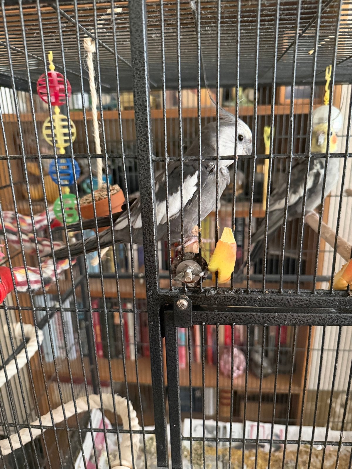 Twee leuke valk parkieten met vogel kooi, Ophalen, Metaal, Vogelkooi