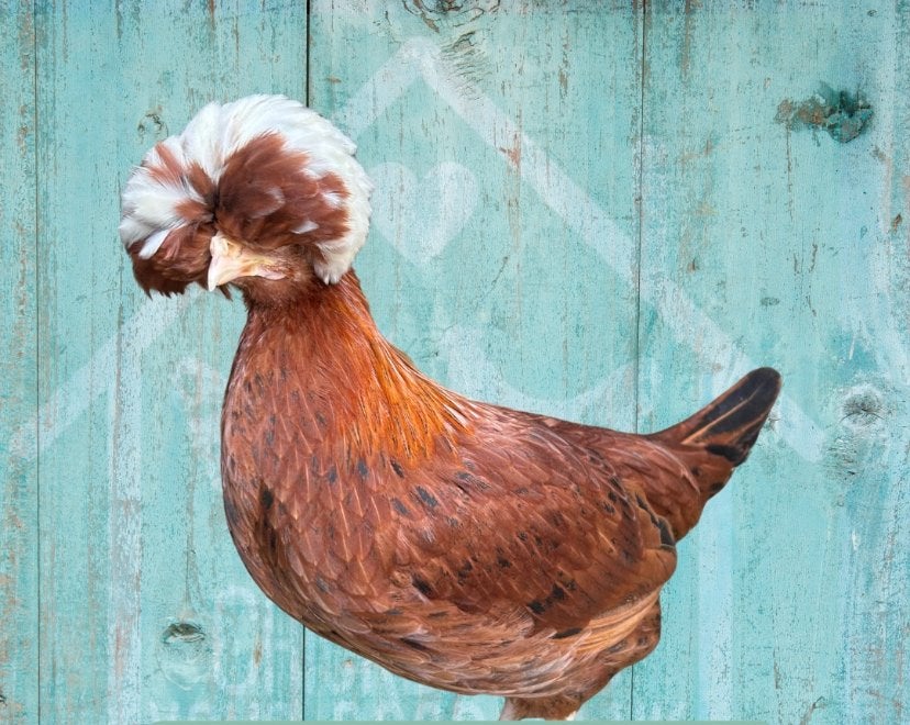 Hollandse kuifhoen kriel hen ruilen, Vrouwelijk, Kip