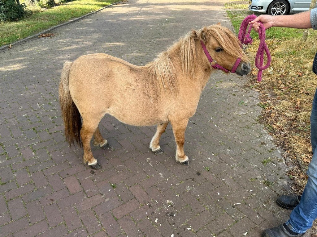Mooie crème-dun mini shetlander, Dieren en Toebehoren, Merrie, Niet van toepassing, Gechipt, A pony (tot 1.17m)