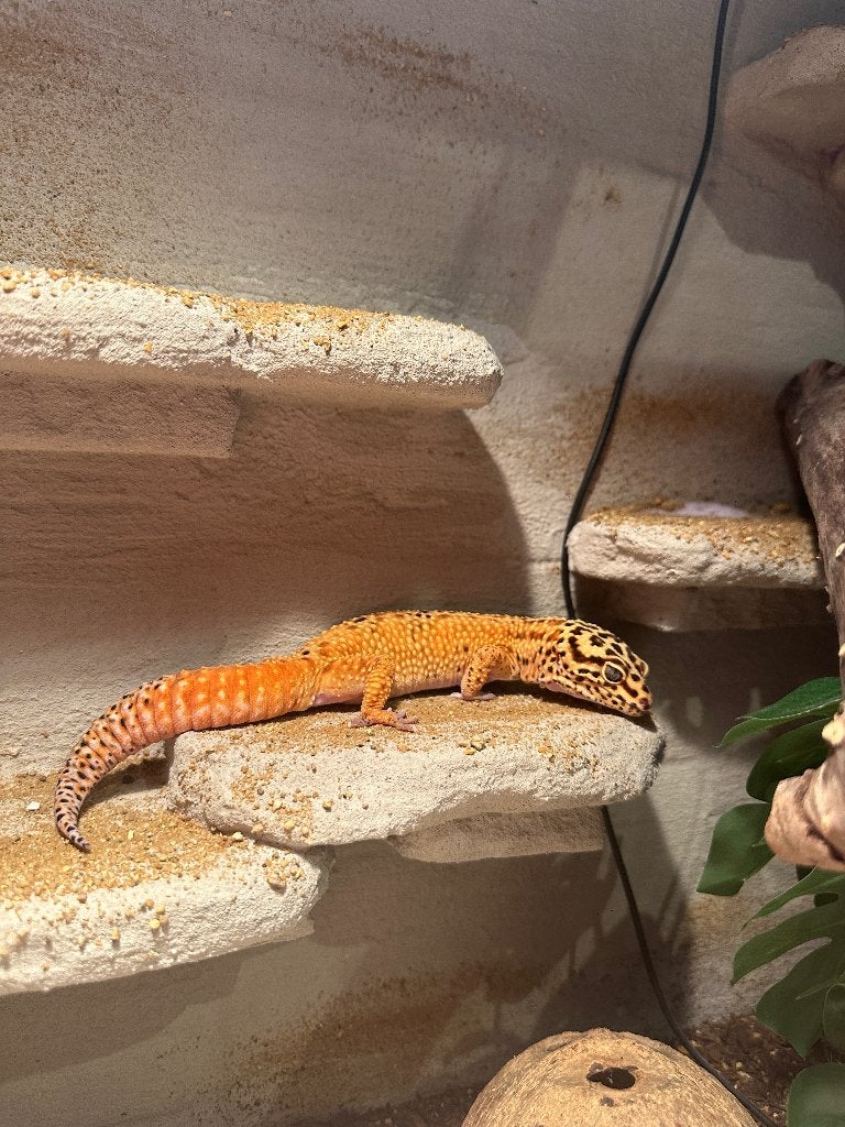 Luipaard gekko (eventueel met terrarium), Overige soorten, Met terrarium, 0 tot 2 jaar
