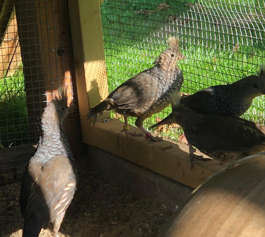 Blauwschub kwartel, Dieren en Toebehoren, Mannelijk, Overige soorten