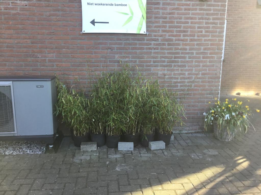 Fargesia Robusta Pingwu, niet woekerende bamboe!!!, Tuin en Terras, Volle zon, Vaste plant, Bloeit niet, Ophalen