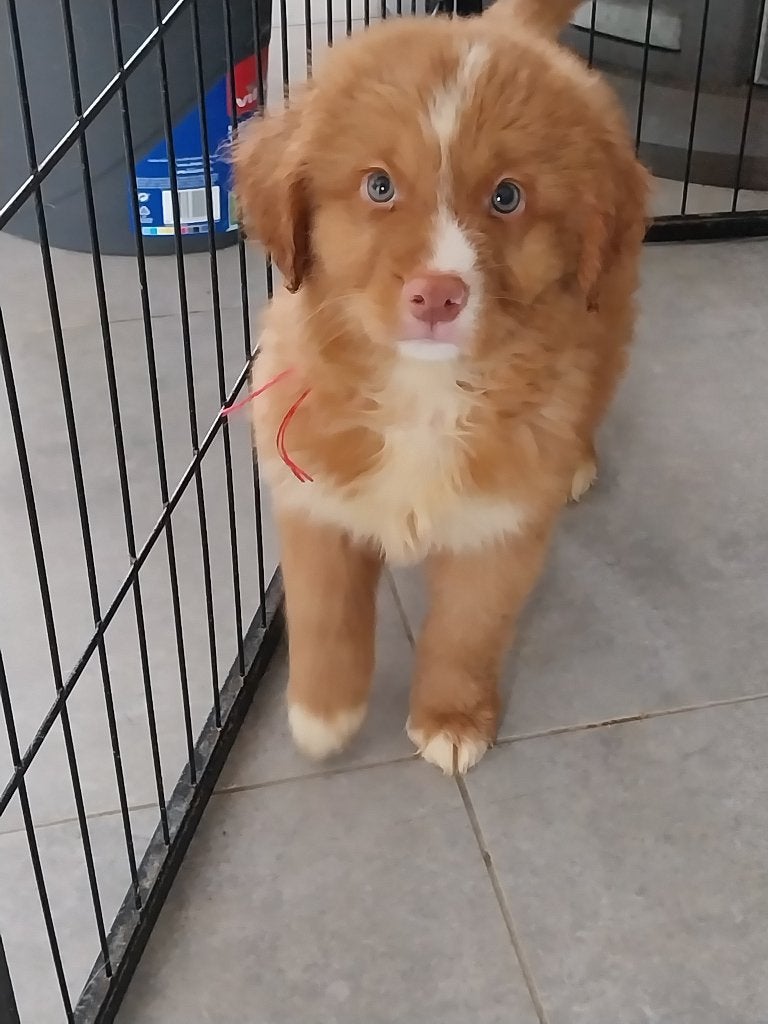 Supermooi Tollerreutje GERESERVEERD !, CDV (hondenziekte), 8 tot 15 weken, Eén hond, Nederland