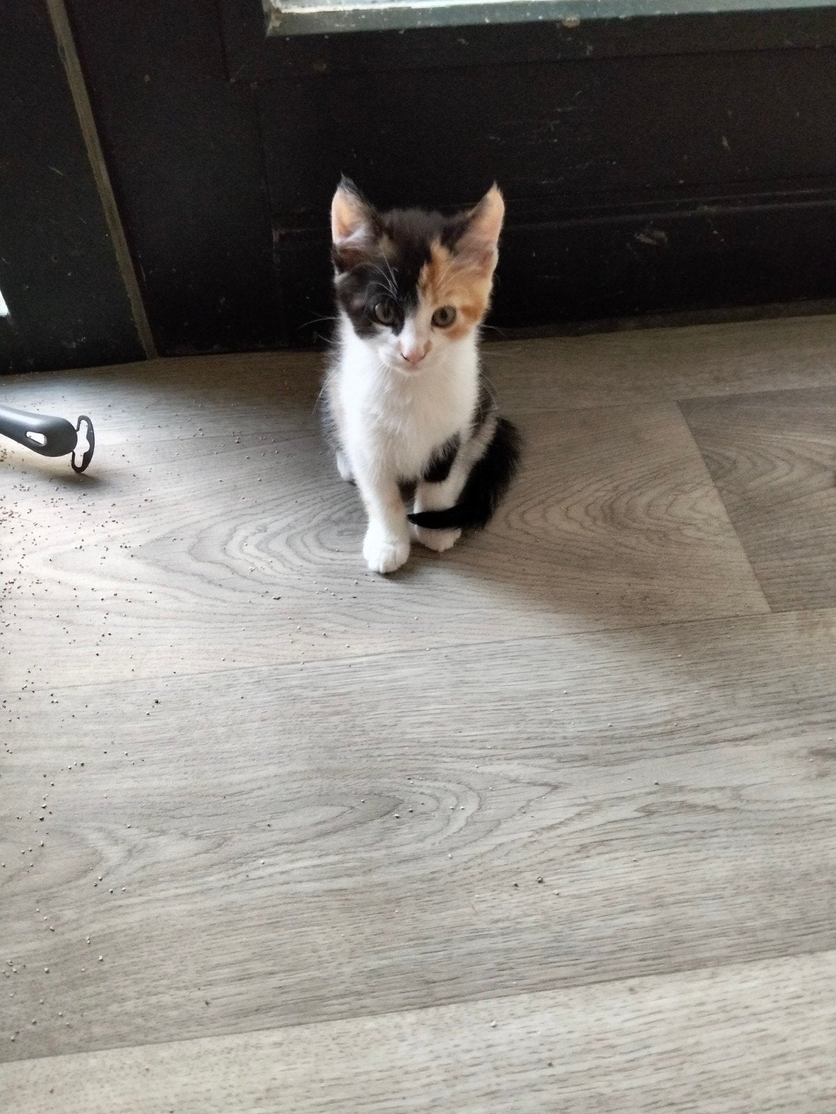 halve Maine Coon kittens, Dieren en Toebehoren, Katten en Kittens | Overige Katten, Meerdere dieren