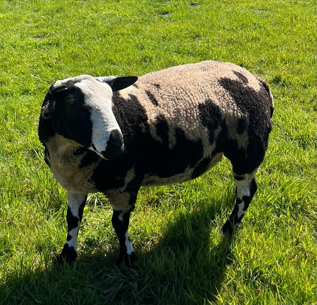 Bonte dekram, Mannelijk, Schaap, 0 tot 2 jaar