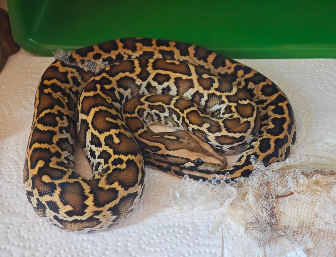 Python Bivittatus, Slang, 0 tot 2 jaar