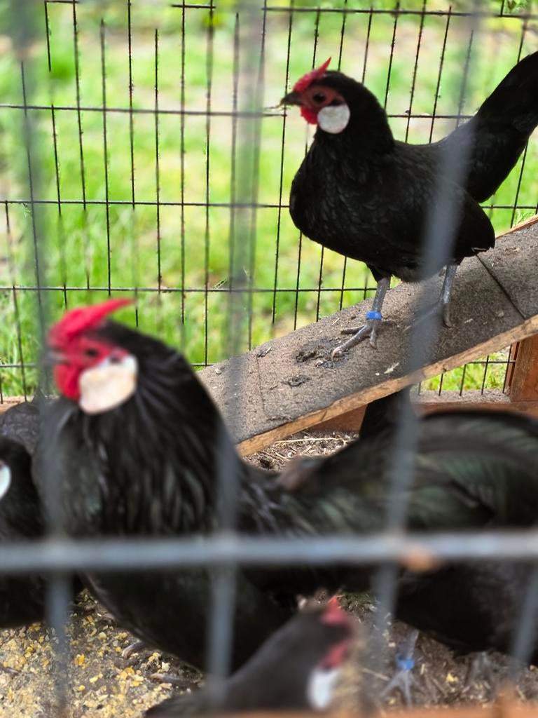 Java kriel, Dieren en Toebehoren, Geslacht onbekend, Kip