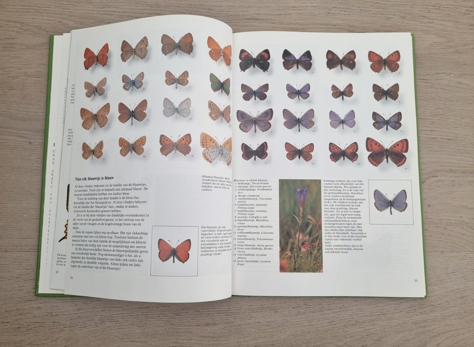 De Wonderwereld van de Insekten - Natuurboek, Verzenden, Martin van der donk, Zo goed als nieuw, Natuur algemeen