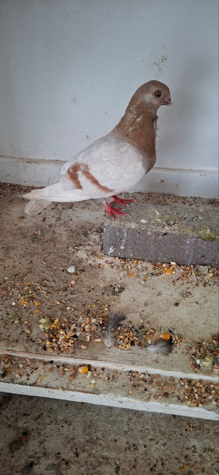 Tekoop figurita meeuwen  kweek koppel, Dieren en Toebehoren, Vogels | Duiven, Meerdere dieren, Overige soorten