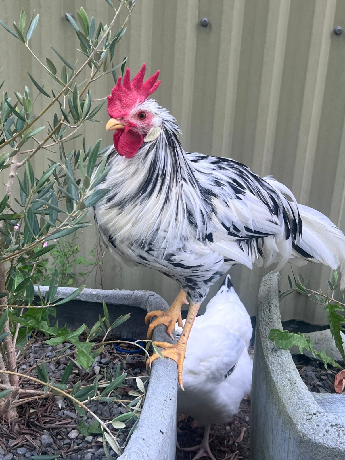 Bonte Leghorn haan zoekt een nieuw thuis., Mannelijk, Kip