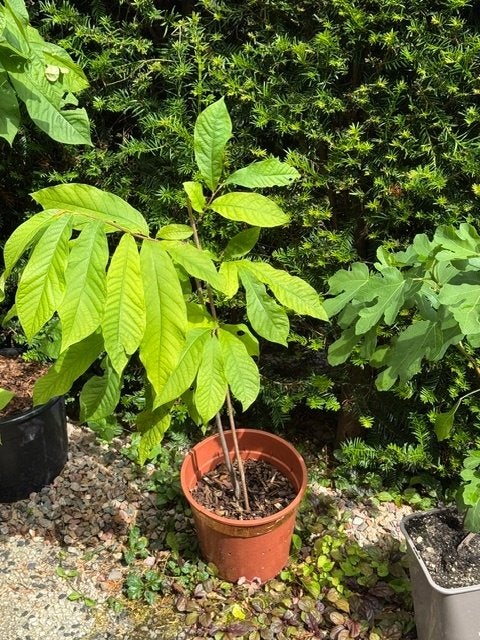 4-jarig Pawpaw boompje in pot, Halfschaduw, Overige soorten, Lente, Minder dan 100 cm