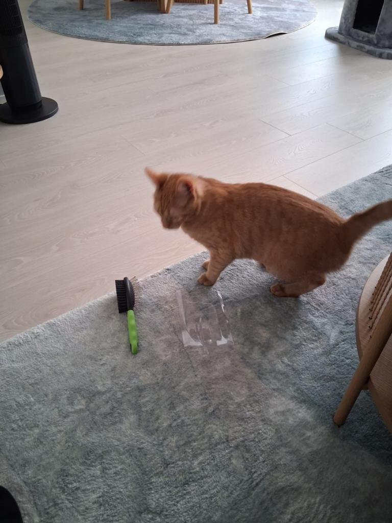 Twee lieve katten, Dieren en Toebehoren, Katten en Kittens | Overige Katten, Poes