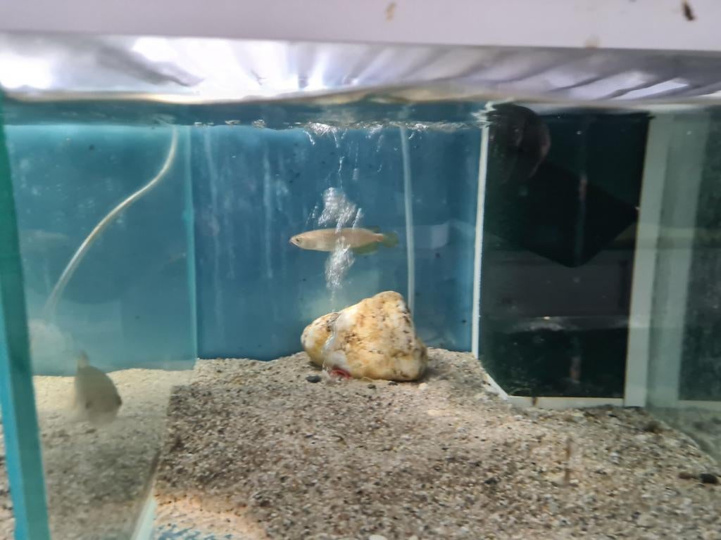 Jardini Arowana, Dieren en Toebehoren, Vissen | Aquariumvissen, Vis, Zoetwatervis