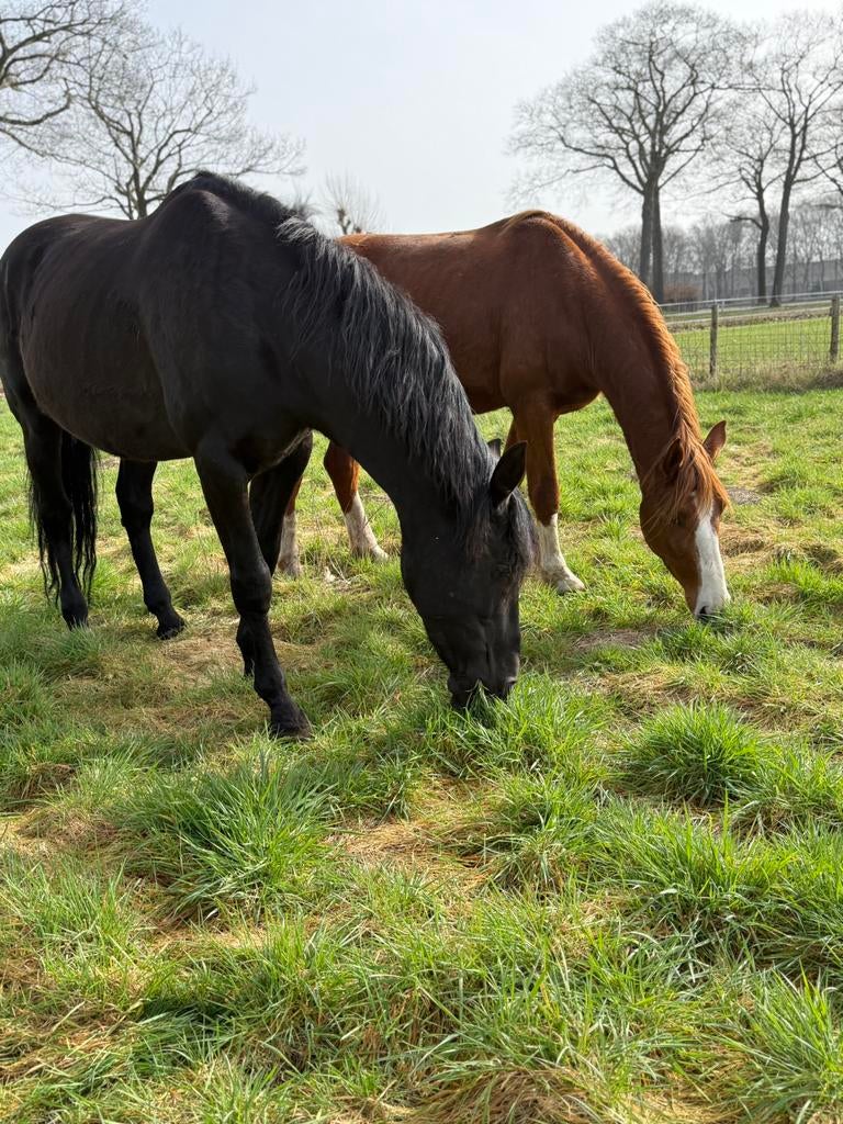 Weidegang voor hengsten en ruinen van alle formaten!, Dieren en Toebehoren, Weidegang, 4 paarden of pony's of meer