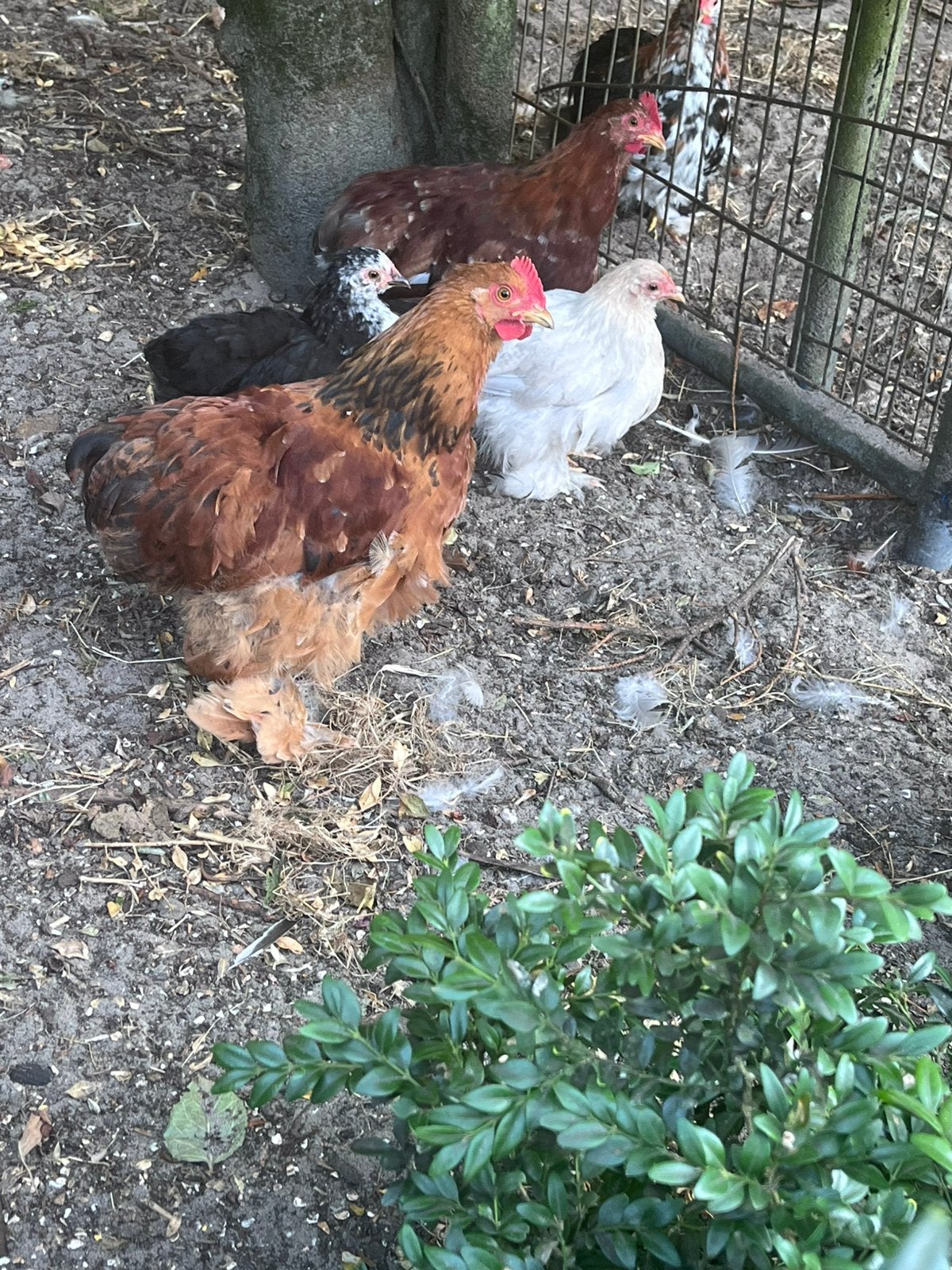 Cochin kippen en kuikens, Dieren en Toebehoren, Pluimvee, Meerdere dieren, Kip