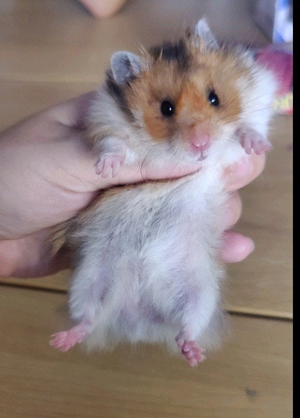 Lief jong goud witband langhaar Syrisch hamster mannetje, Dieren en Toebehoren, Knaagdieren, Hamster, Mannelijk, Mei, Tam