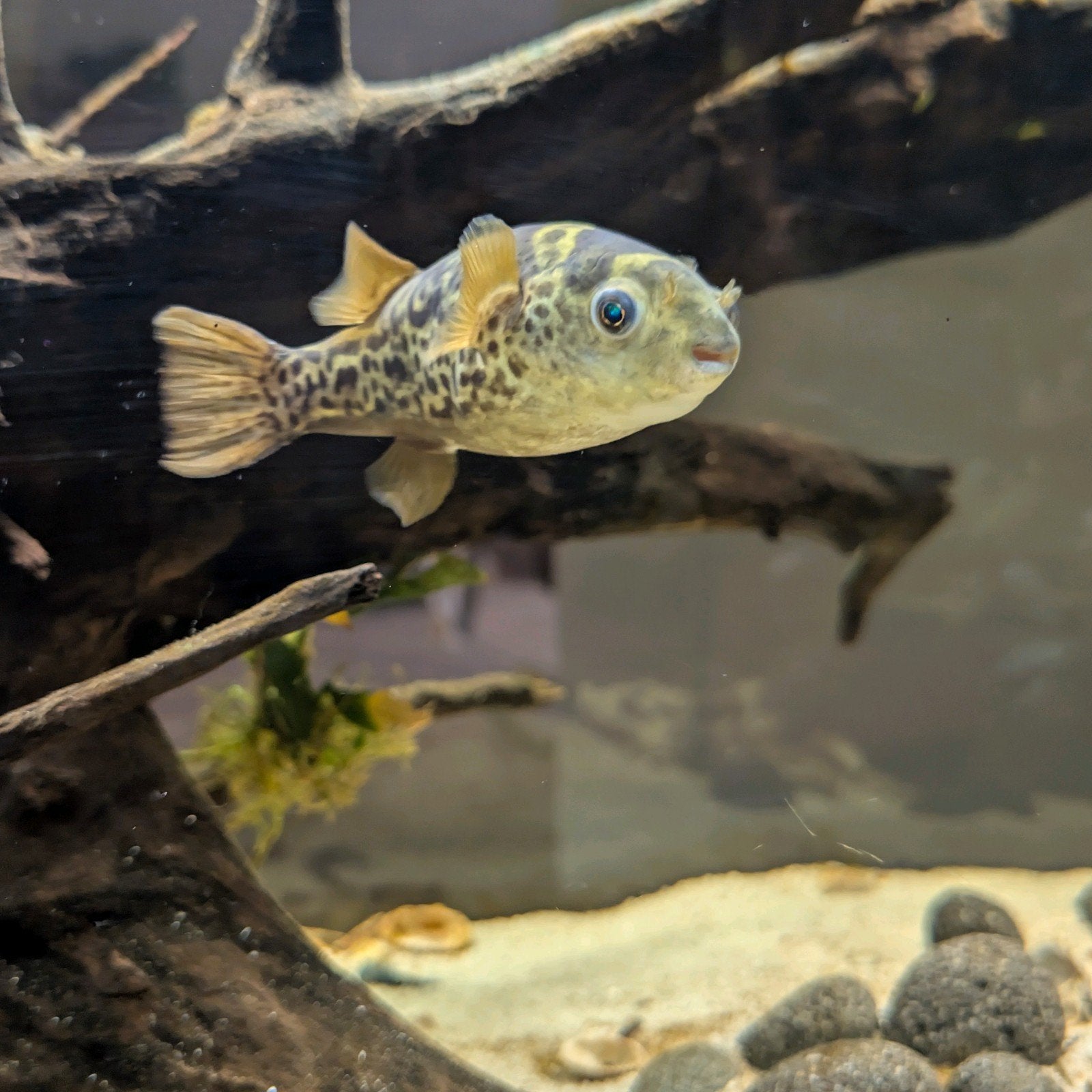 ​Koppel Ceylon kogelvissen (brakwater 1.012) - €100, Dieren en Toebehoren, Vissen | Aquariumvissen, Vis, Zoutwatervis