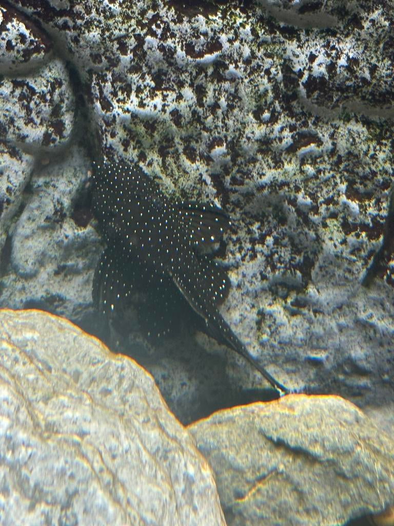 L181 ancistrus, Vis